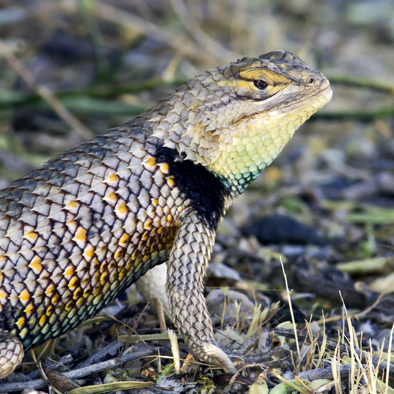 Desert Spiny Lizard