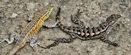 Side-blotched Lizard & Western Fence Lizard