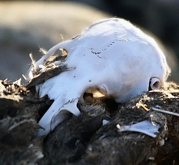 Small Mammal Skull in Owl Pellet