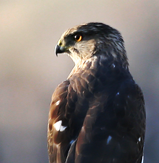 Sharp-Shinned or Cooper's Hawk?