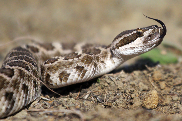 Southern Pacific Rattlesnake