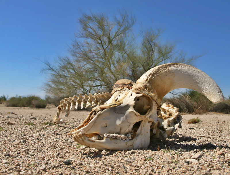 The Desert