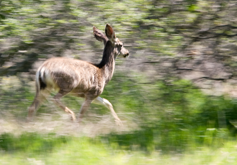 Run