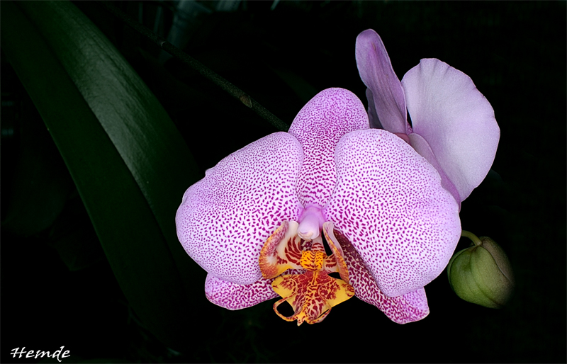 Phalaenopsis Dimension  (Sion)