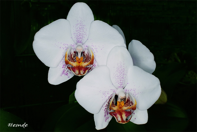 Phalaenopsis Lemforde Novelty