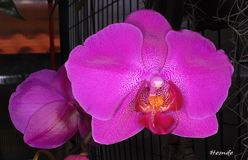 Phalaenopsis NoID