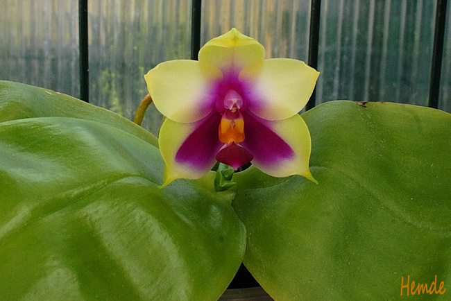 Phalaenopsis bellina Hemde