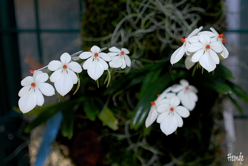 Aerangis rhodosticta
