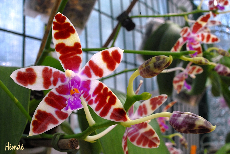 Phalaenopsis mariae