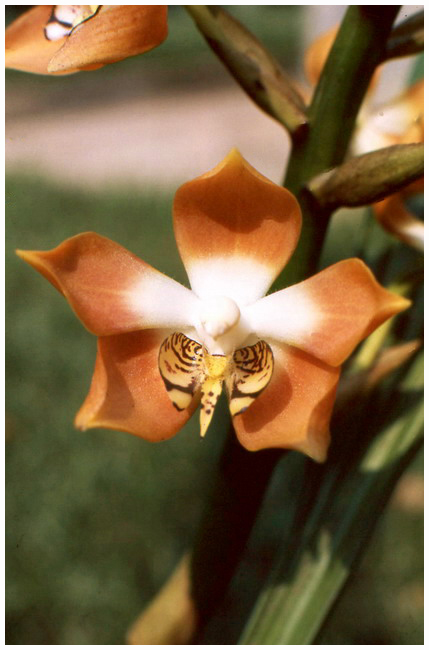 Neomoorea irrorata