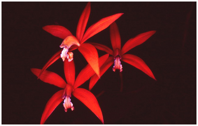 Laelia harpophylla