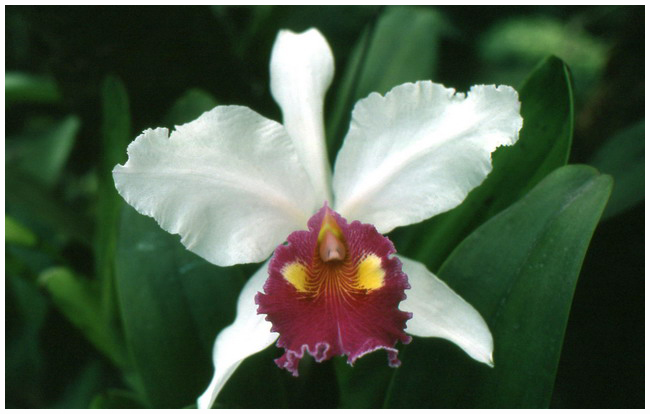 Cattleya sp.