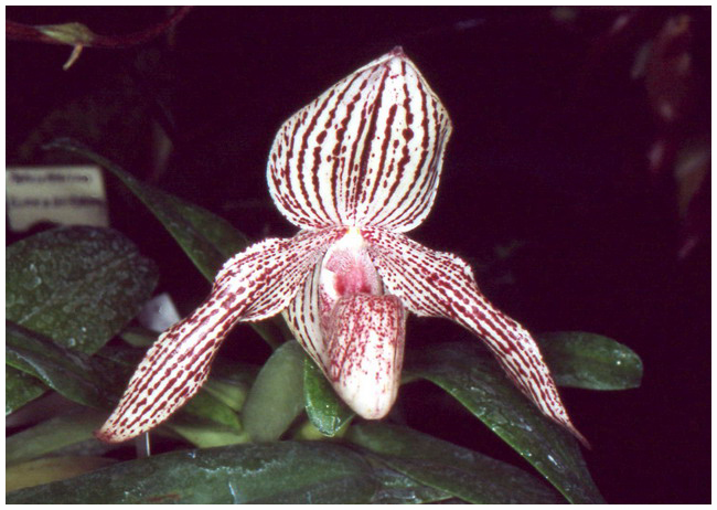Paphiopedilum sp.