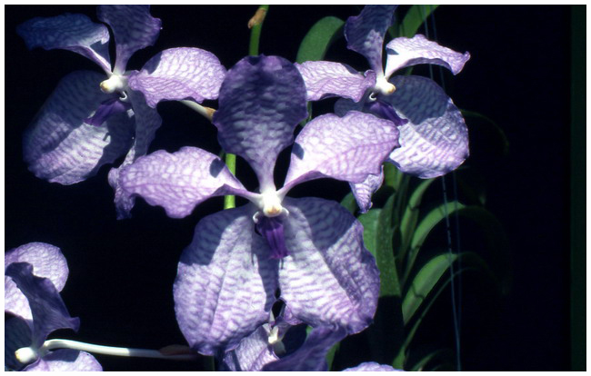 Vanda coerulea