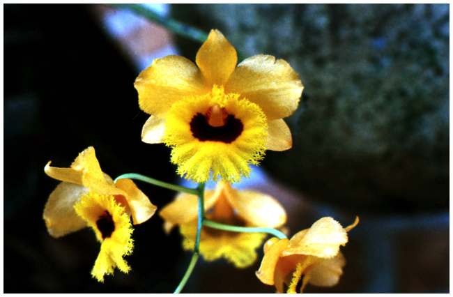 Dendrobium fimbriatum oculatum