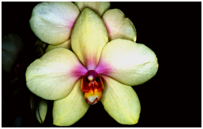 Phalaenopsis NoID