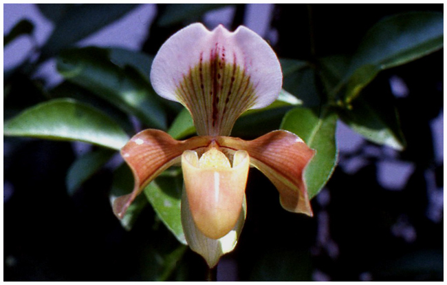 Paphiopedilum NoID