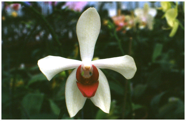 Vandaenopsis Mary da Costa Mc Kenzie AM-AOS (J.  & Sc.)