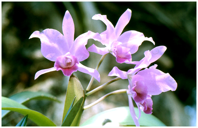 Cattleya species (3)