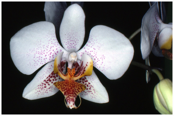Phalaenopsis Frisson