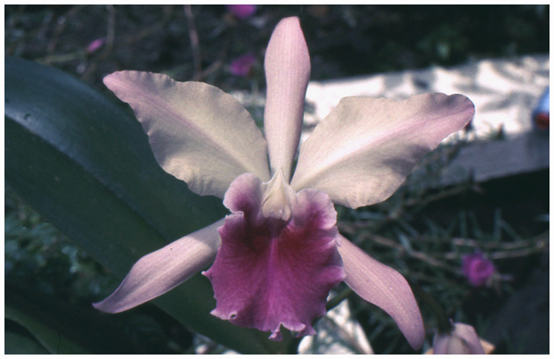 Laelia sp.