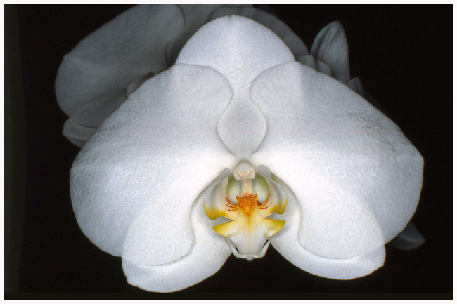 Dtps Orglades J. & Sc.