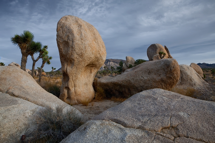 Joshua Tree NP