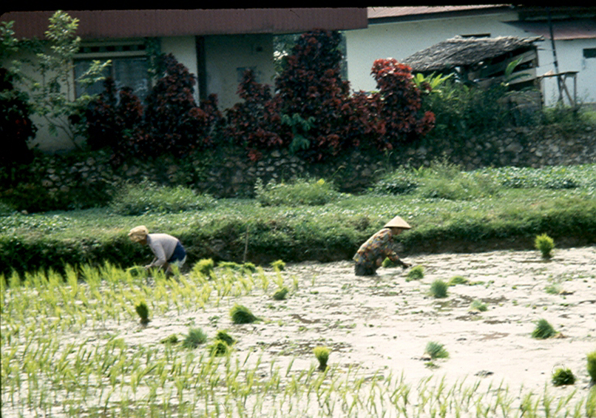 Planting Rice on Bali