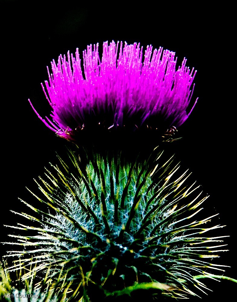 Thistle