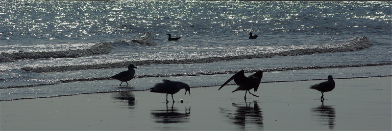 Gulls