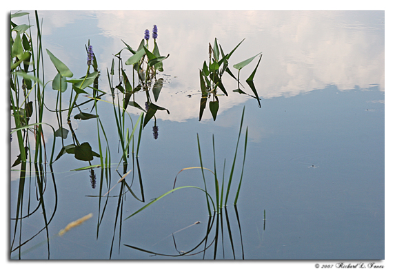 Up the River 4.jpg