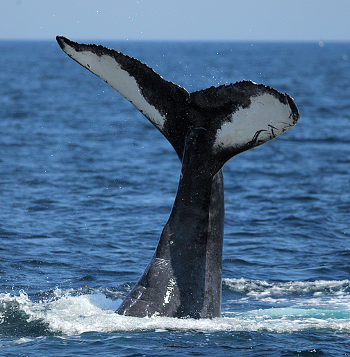 Inverted Tail Lob_7973.jpg