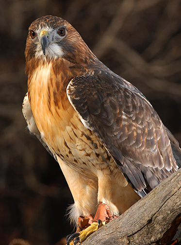 Redtailed Hawk_5981.jpg