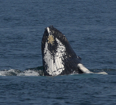 Another Small Breach_9182.jpg