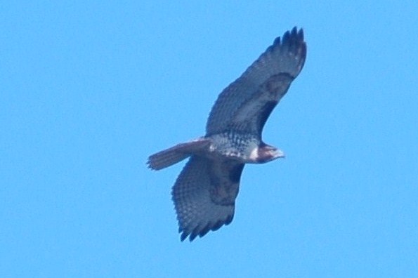 926CorpusBirds926 108.JPG