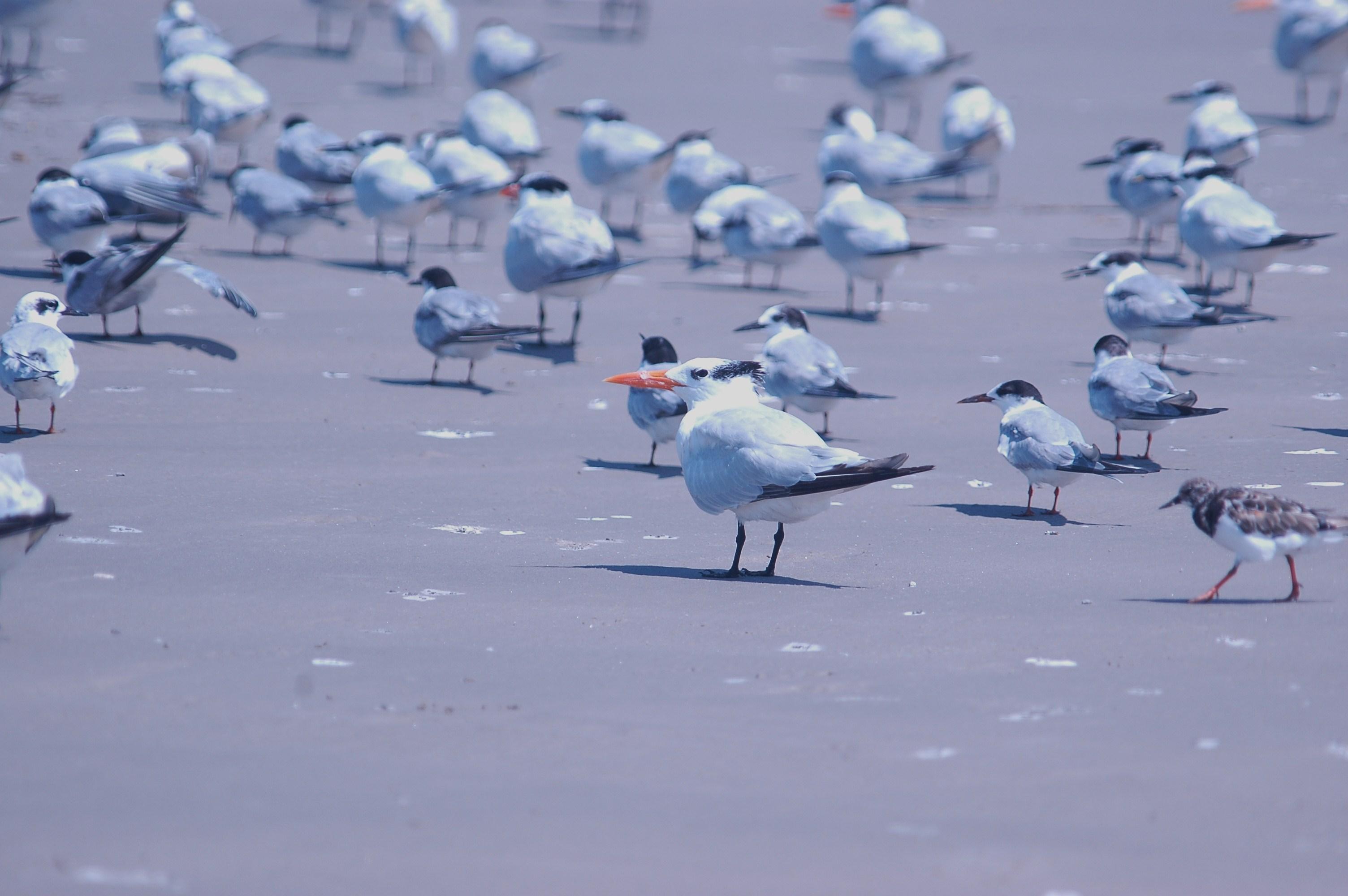 926CorpusBirds926 146.JPG
