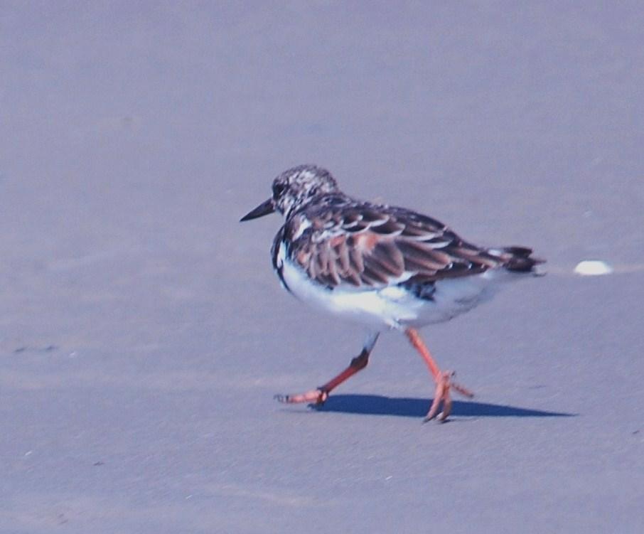 926CorpusBirds926 155.JPG
