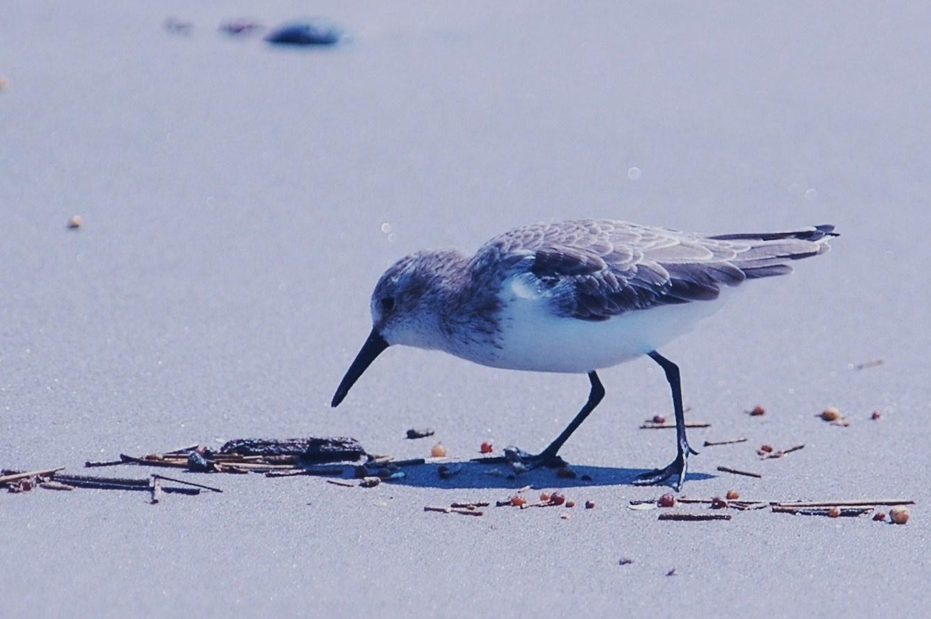 926CorpusBirds926 161.JPG
