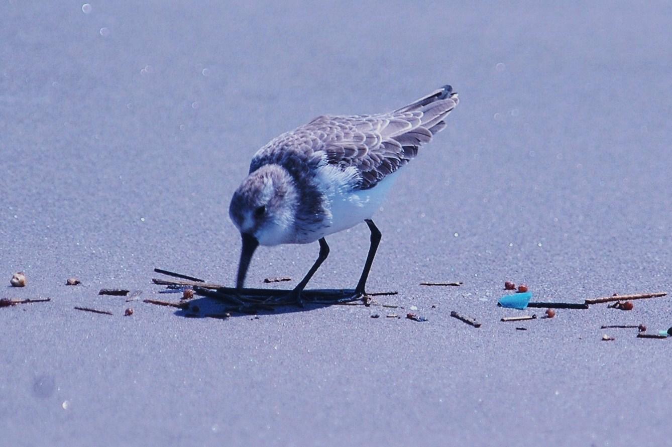 926CorpusBirds926 162.JPG