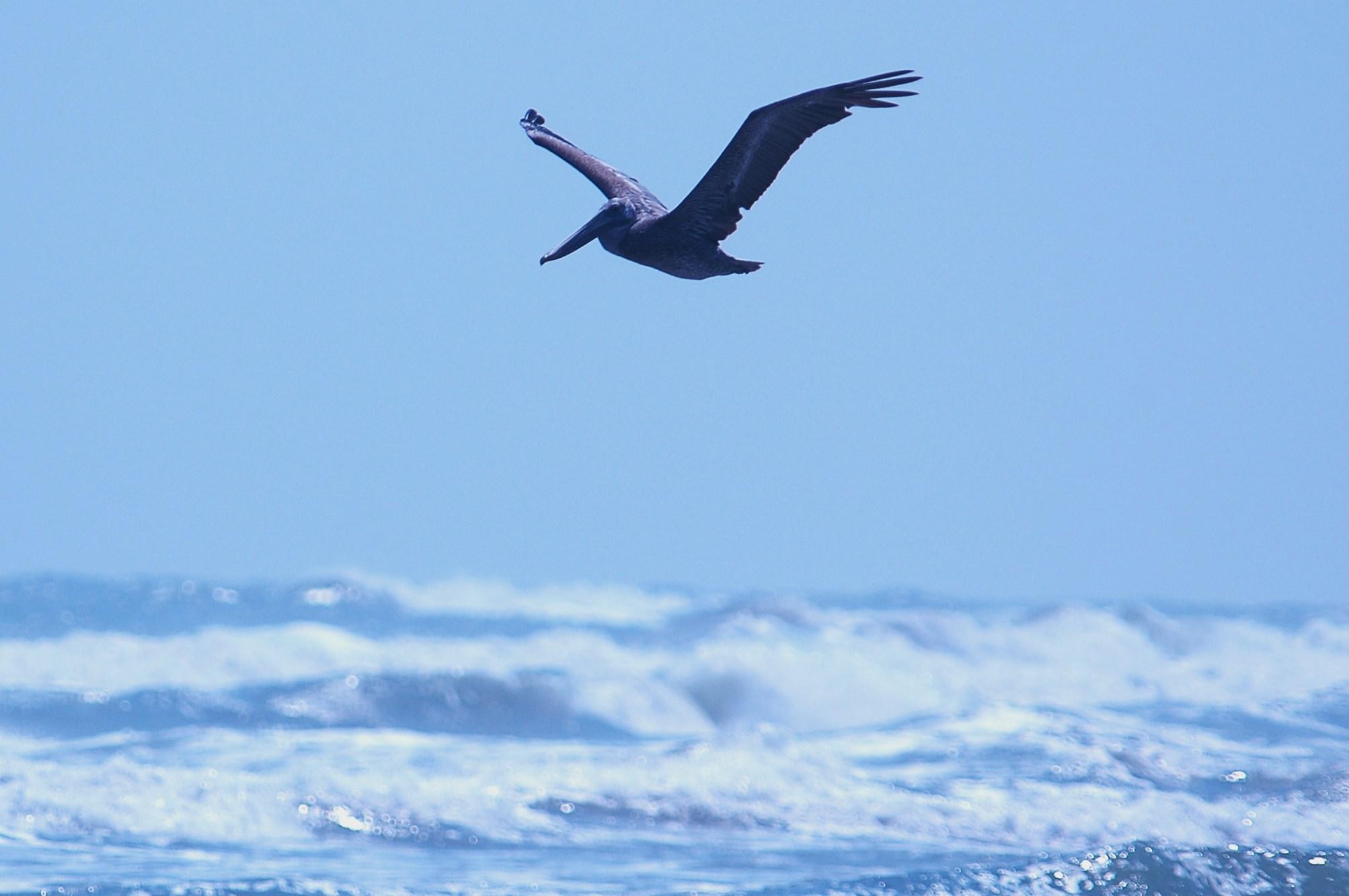 926CorpusBirds926 168.JPG