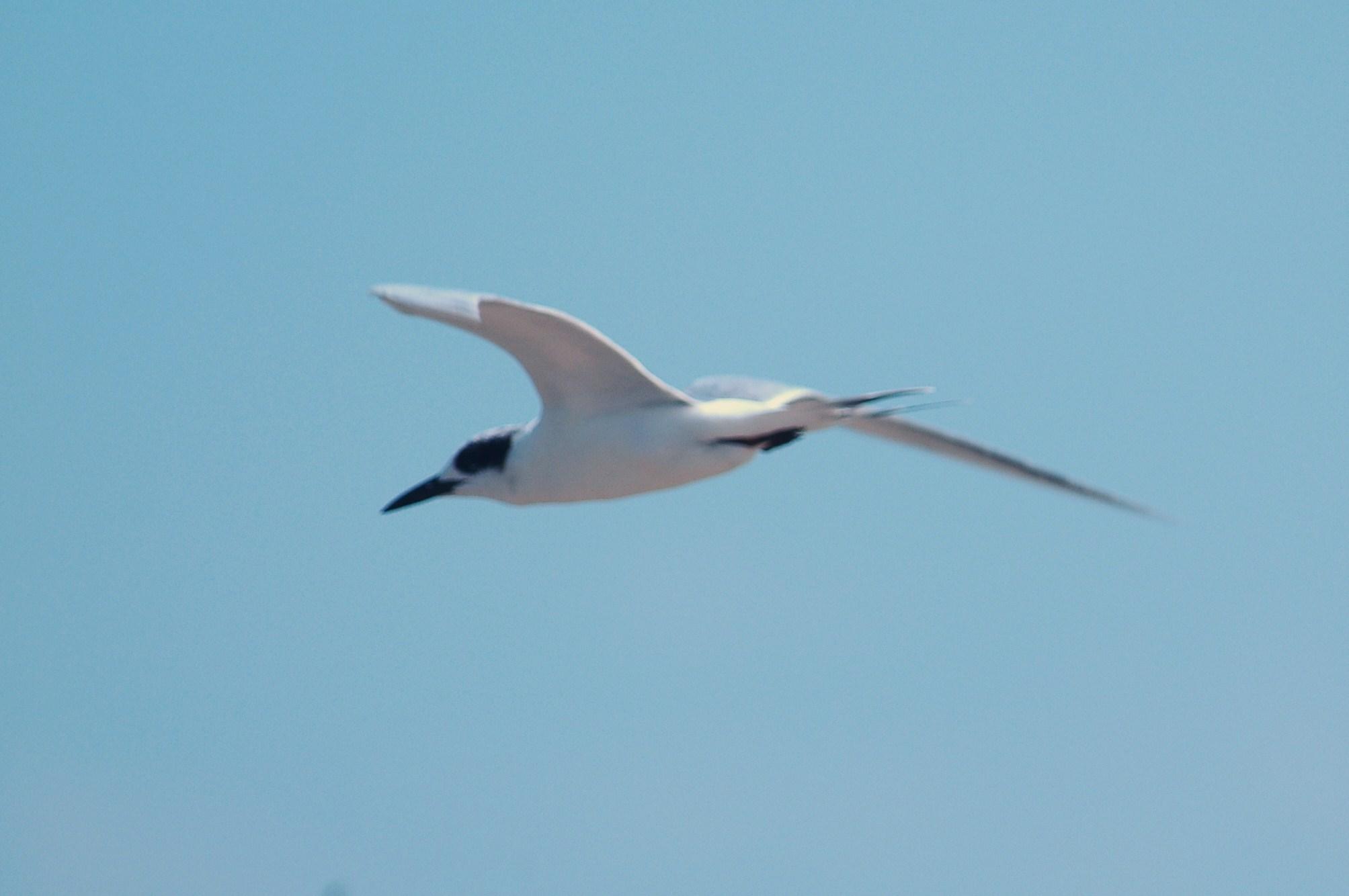 926CorpusBirds926 173.JPG