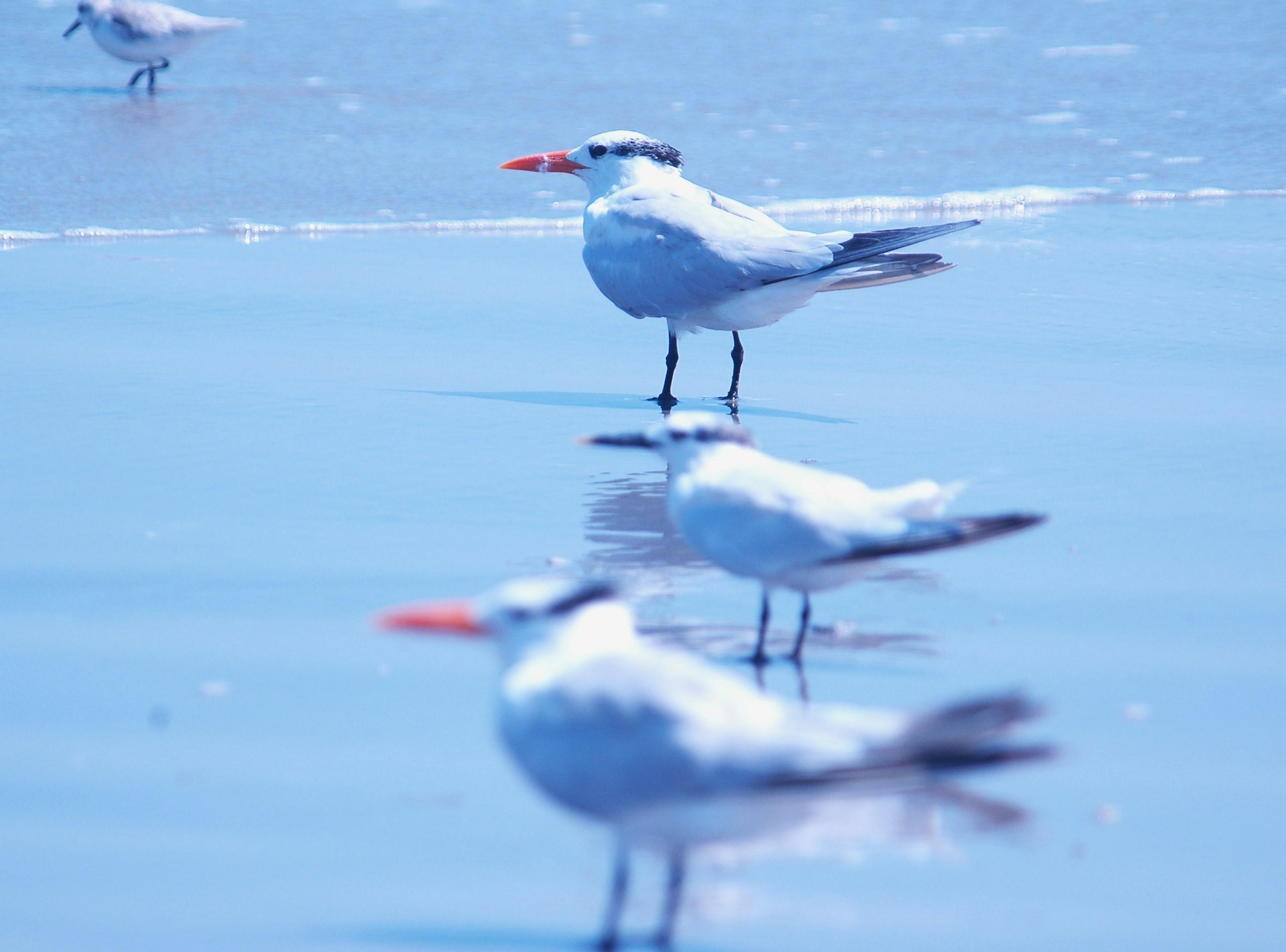 926CorpusBirds926 178.JPG