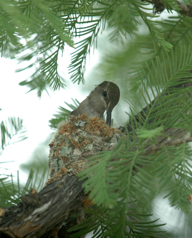 58neals 036femaleBlack-chinned Hummingbird nestbuilding.jpg