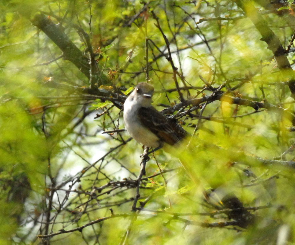 73uvaldecounty 035browncrestedflycatcher.jpg