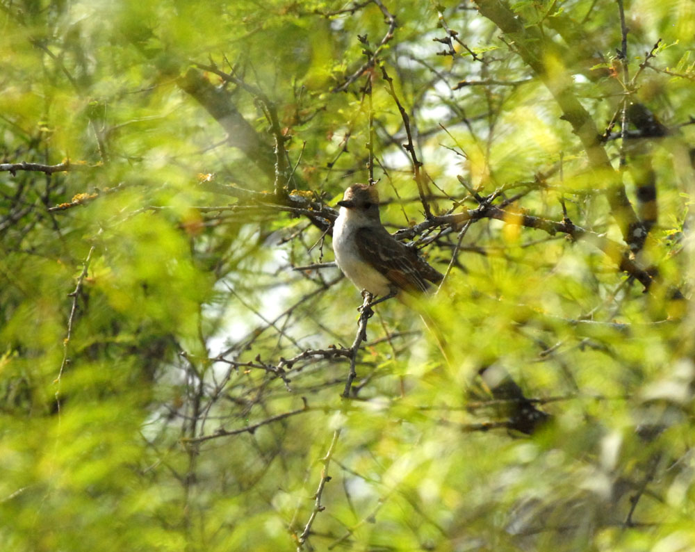 73uvaldecounty 036browncrestedflycatcher.jpg