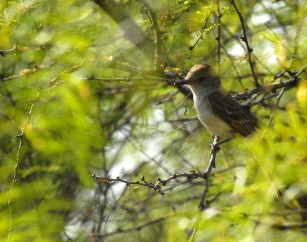 73uvaldecounty 040browncrestedflycatcher.jpg