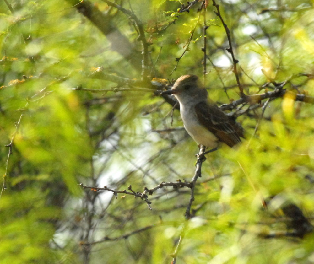 73uvaldecounty 041browncrestedflycatcher.jpg