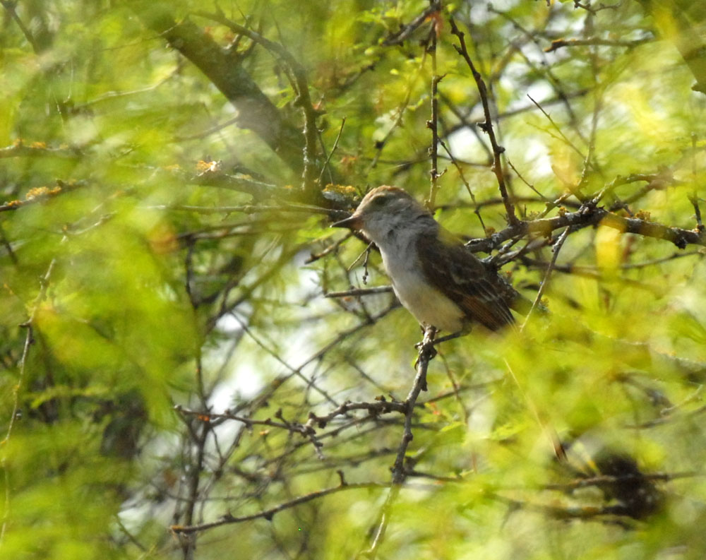 73uvaldecounty 042browncrestedflycatcher.jpg