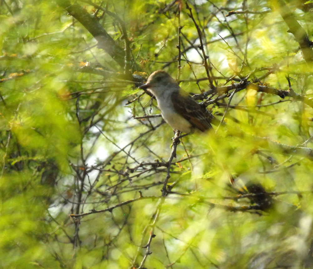73uvaldecounty 043browncrestedflycatcher.jpg