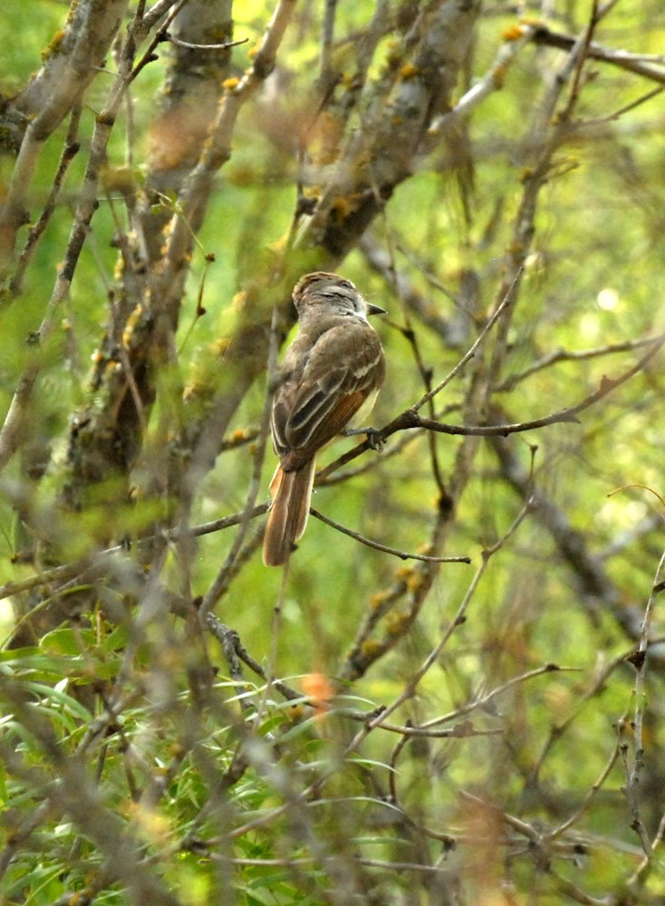 73uvaldecounty 045browncrestedflycatcherzzzzzzzzzzzzzz.jpg